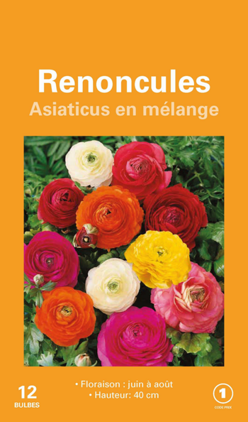 Visuel 1 du produit Renoncule en mélange botanic® - 12 bulbes