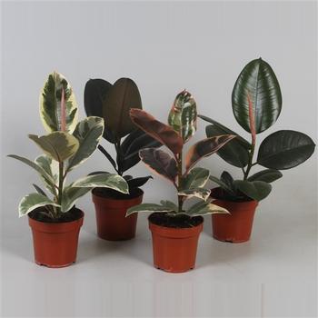 Visuel 1 du produit Ficus Elastica mix. Le pot de Ø 12 x H 30 cm