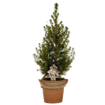 Visuel 1 du produit Picea conica pot terre cordé - Le pot