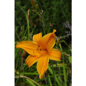 Visuel 1 du produit Hémérocalle - Le pot de 3 litres