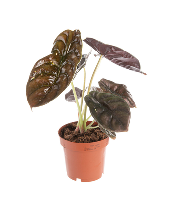 Visuel 1 du produit Alocasia Red Secret vert. Le pot Ø 19 cm