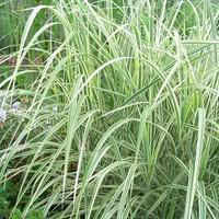 Visuel 1 du produit Miscanthus Sinensis Morning Light - Le pot de 2 litres