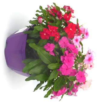 Visuel 1 du produit Pervenche de Madagascar - Le pot de 5 litres