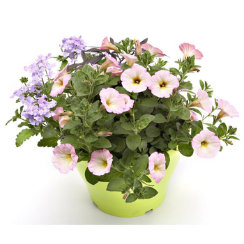 Visuel 1 du produit Potee Anglaise - Le pot de 4,5 litres