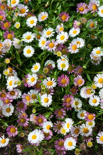 Visuel 1 du produit Vergerette de Karvinski  - Le pot de 2 litres