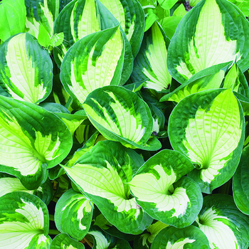 Visuel 1 du produit Hosta Whirlwind vert botanic®. Le pot de 2 litres