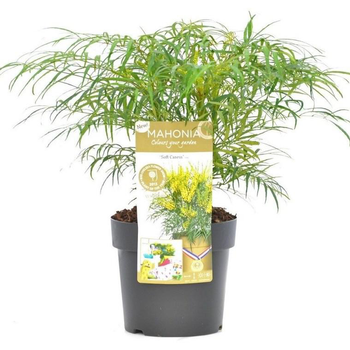 Visuel 1 du produit Mahonia Eurybracteata Soft Caress. Le pot de 3 litres