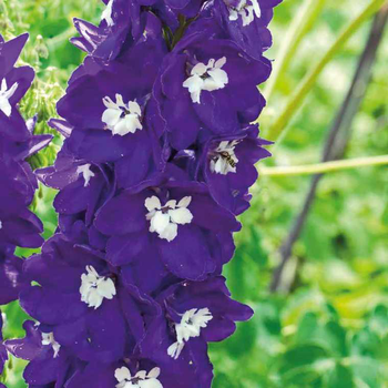 Visuel 1 du produit Pied D'Alouette violet/Balnc - Le pot de 9 x 9 cm