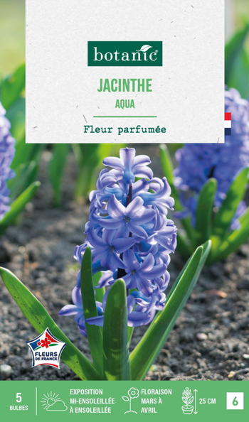 Visuel 1 du produit Jacinthe aqua en mélange botanic® - 5 bulbes