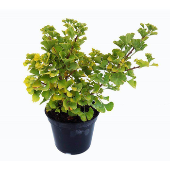 Visuel 1 du produit Ginkgo Biloba Mariken. Le pot de 5 litres