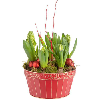 Visuel 1 du produit Composition de Noël 5 jacinthes multicolore pot en zinc rouge et or