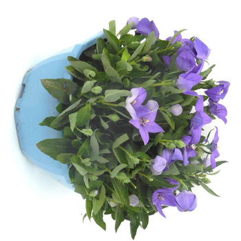 Visuel 1 du produit Platycodon Grandiflorus - Le pot de 4 litres