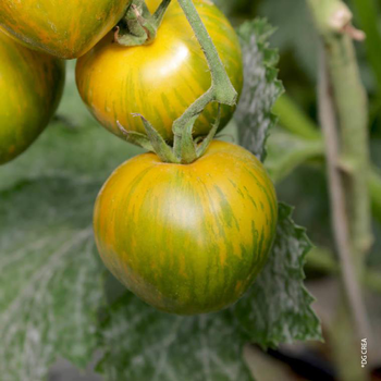 Visuel 1 du produit Tomate ronde Green Zebra bio. La barquette de 6 plants