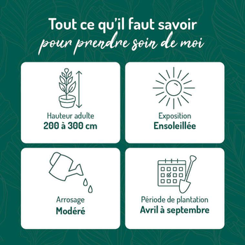 Visuel 1 du produit Yucca filifera vert. Le pot de 15 litres