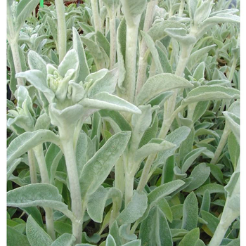 Visuel 1 du produit Stachys - Le pot de 2 litres