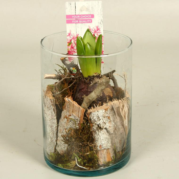 Visuel 1 du produit Jacinthe en pot déco de 11 cm