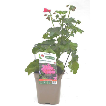 Visuel 1 du produit Géranium lierre double rose Le pot de 12 x 12 cm