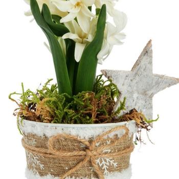 Visuel 1 du produit Jacinthe x 1 pot zinc blanc textile - Ø 8 cm