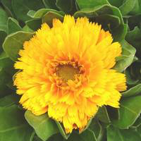 Visuel 1 du produit Souci des jardins - Le pot de 1 litre