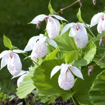 Visuel 1 du produit Sabot de Venus Vivace Rose - Le pot de 1 litre