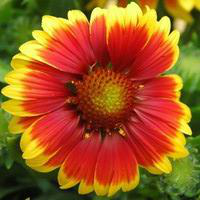 Visuel 1 du produit Gaillarde vivace - Le pot de 4 litres