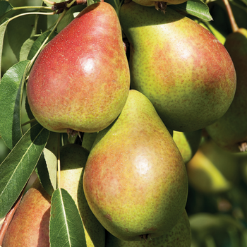 Visuel 1 du produit Poirier Louise Bonne Bio. Le pot de 15 litres
