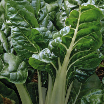 Visuel 1 du produit Poirée Verte Bérac Bio. La barquette de 3 plants
