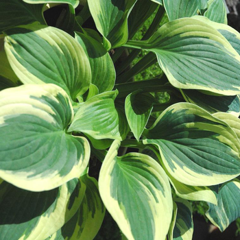 Visuel 1 du produit Hosta 'Twilight' - Le pot de 2 litres