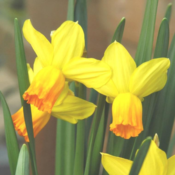 Visuel 1 du produit Narcisse - La coupe de 49 cm