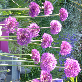 Visuel 1 du produit Allium Millenium - Le pot de 2 litres