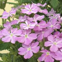 Visuel 1 du produit Verveine érigée - La cagette de 12 plants