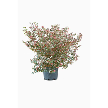 Visuel 1 du produit Loropetalum Chinense Fire Dance rose en pot de 30 L