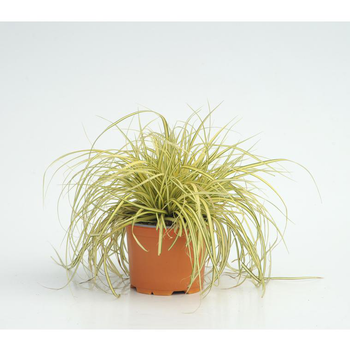 Visuel 1 du produit carex evergold - Le pot diam 12 cm