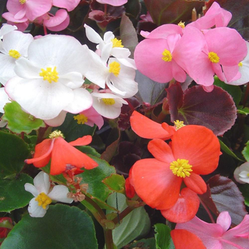 Visuel 1 du produit Begonia. La barquette de 10 plants