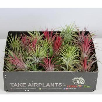 Visuel 1 du produit Tillandsia mix vert 4 cm