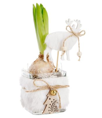 Visuel 1 du produit Jacinthe blanche. Le pot 7,5 x 7,5 cm.