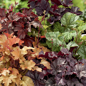 Visuel 1 du produit Heuchère Variée - Le pot de 3 litres