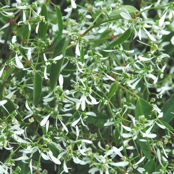 Visuel 1 du produit Euphorbe - Le pot de 14 cm