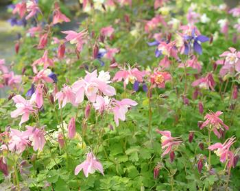 Visuel 1 du produit Ancolie SPRING MAGIC® variée - Le pot de 2 litres