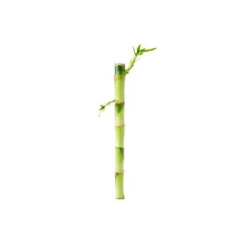 Visuel 1 du produit Lucky Bamboo droit. 30 cm