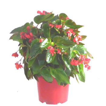 Visuel 1 du produit Bégonia Dragon Wing - Le pot de 5 litres