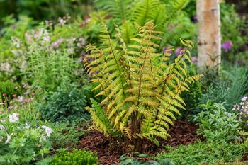 Visuel 1 du produit Fougère Dryopteris wallichiana JURASSIC GOLD - Le pot de 2 litres