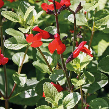 Visuel 1 du produit Sauge Arbustive - Le pot de 9 x 9 cm