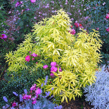 Visuel 1 du produit Choisya Ternata Goldfingers – Pot anis de 4L