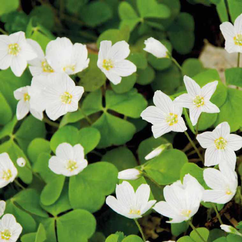 Visuel 1 du produit Oxalis trèfle à 4 feuilles blanc. Le pot de 9 x 9 cm