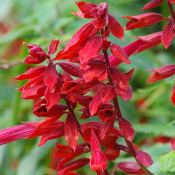 Visuel 1 du produit Sauge Coccinea - Le pot de 2,5 litres