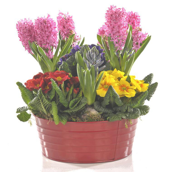 Visuel 1 du produit Composition jacinthes et primevères. La coupe en zinc