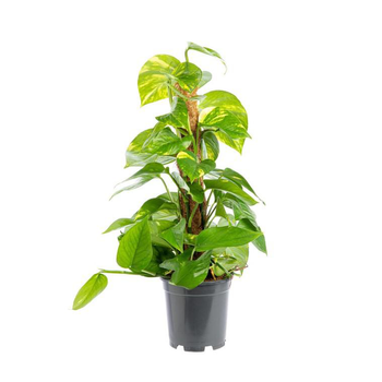 Visuel 1 du produit Pothos Aureus avec tuteur mousse pot Ø17xH80 cm