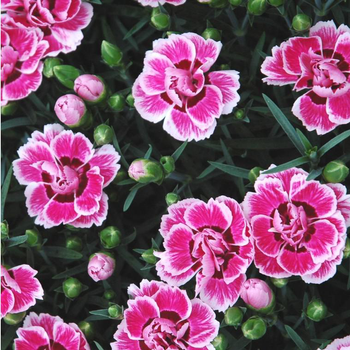 Visuel 1 du produit Dianthus Nain Flutterby - Le pot de 2 litres