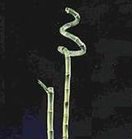 Visuel 1 du produit Lucky Bamboo droit. 80 cm